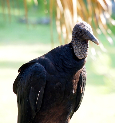 [Close view of the upper two-thirds of the bird. Its head and upper neck have no feathers and is a greyish color.]